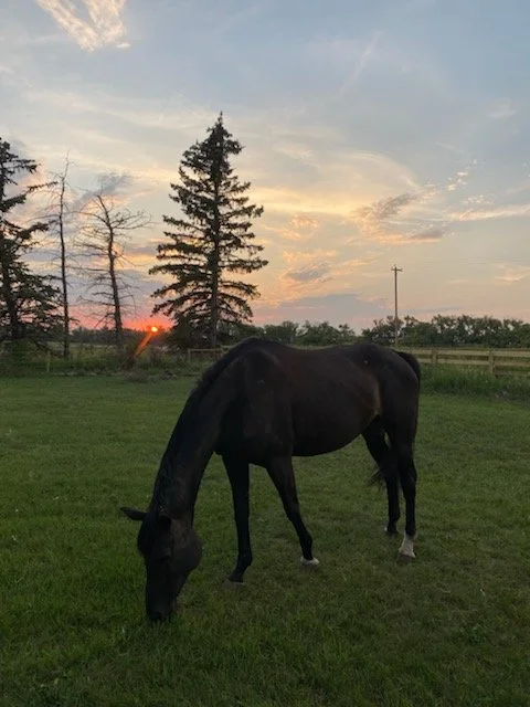 Equine Therapy for Professionals